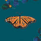 an illustration of a monarch butterfly on a card that has text that reads The Children's Book Council of Australia
