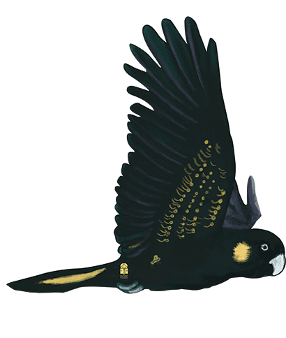 Card Bird: Yellow-tailed Black Cockatoo