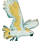 Card Bird: Sulfur-crested Cockatoo